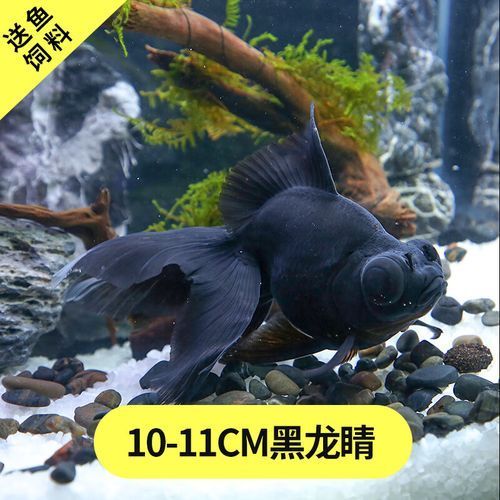 黑龍睛金魚的價(jià)格是多少，黑龍睛金魚的繁殖技巧如何辨別黑龍睛金魚的品相