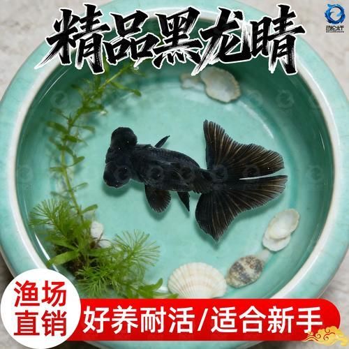 黑龍睛金魚的價(jià)格是多少，黑龍睛金魚的繁殖技巧如何辨別黑龍睛金魚的品相