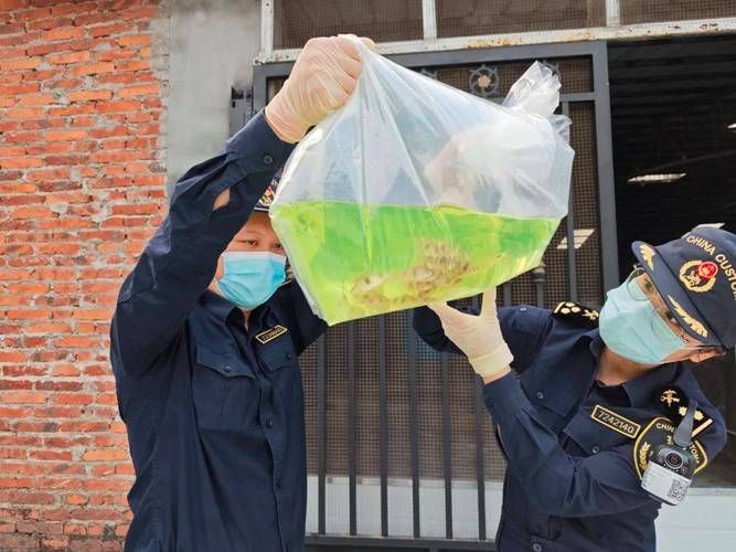 如何預防魚類疾病，mcp工具arxiv論文助手可輔助獲取最新科研文獻