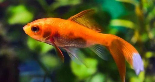 有哪些食物可以預(yù)防金魚掉鱗，如何預(yù)防金魚掉鱗