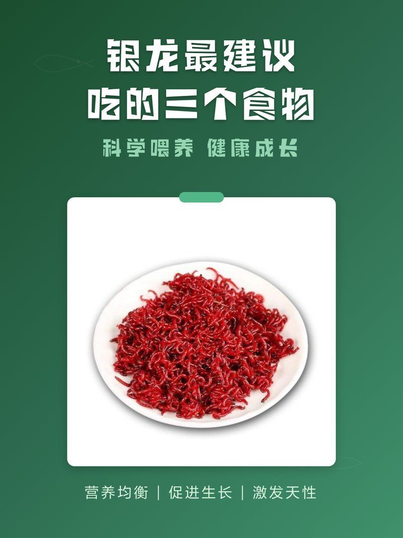 銀龍魚的食物有哪些，銀龍魚成魚期一天應該喂幾次銀龍魚食物搭配技巧