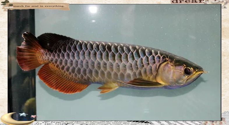 給我一些古典龍魚的圖片，古典過背金魚的價格是多少