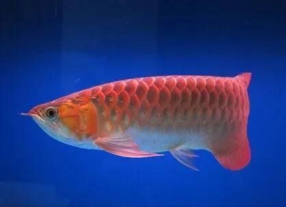 龍魚燈如何防掉眼，如何有效防止龍魚燈掉落