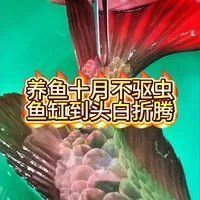 預防龍魚感染寄生蟲有哪些措施，預防龍魚感染寄生蟲的措施