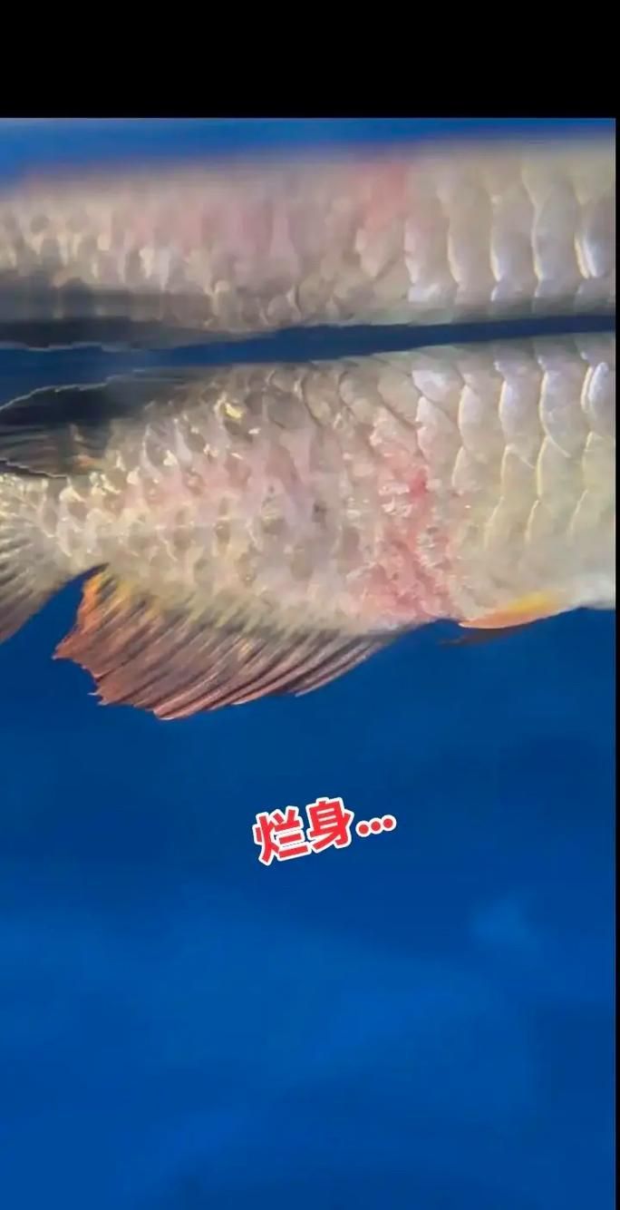 預防龍魚感染寄生蟲有哪些措施，預防龍魚感染寄生蟲的措施