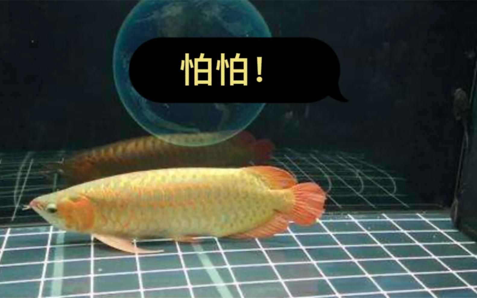 龍魚突然一竄一張嘴是驚嚇嗎？，龍魚一竄一張嘴是怎么回事？