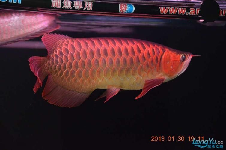 泗水超血王漁場的龍魚質(zhì)量如何？，如何辨別真假泗水超血王？