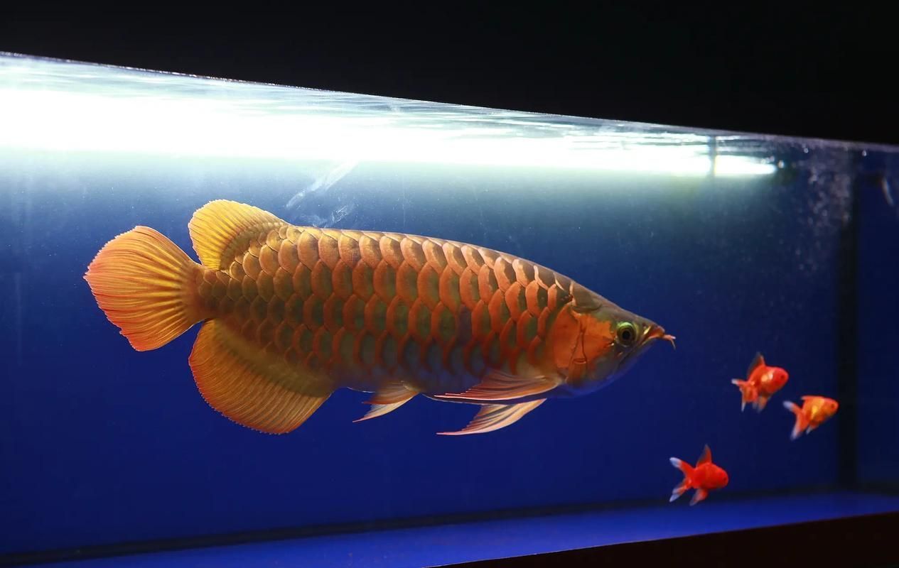 如何判斷龍魚胡子是否完全斷開？