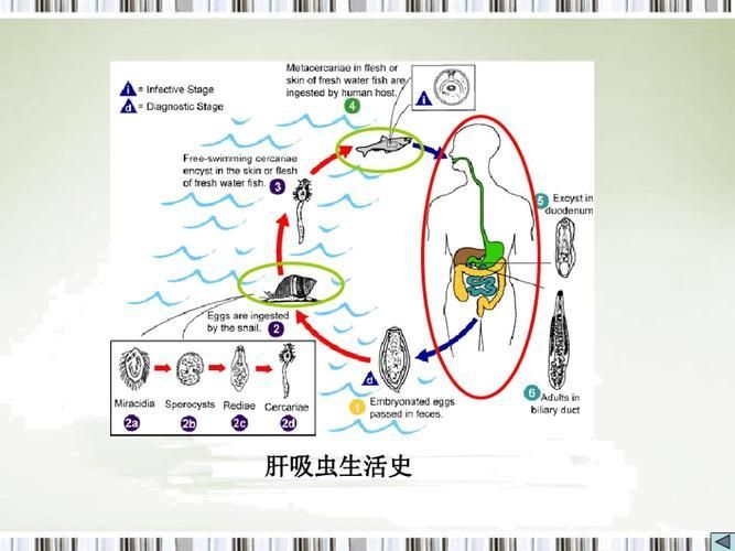 如何預防魚類寄生蟲感染，arxiv論文助手arxiv論文助手可輔助獲取最新科研文獻中表格 如何預防魚類寄生蟲感染，arxiv論文助手arxiv論文助手可輔助獲取最新科研文獻中表格 龍魚百科 第2張