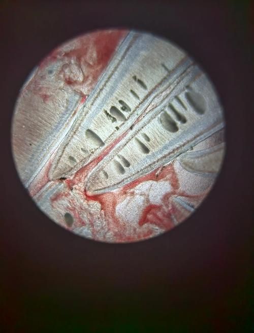 龍魚鰓蓋再生過程中需要哪些營養，龍魚鰓蓋再生的營養支持