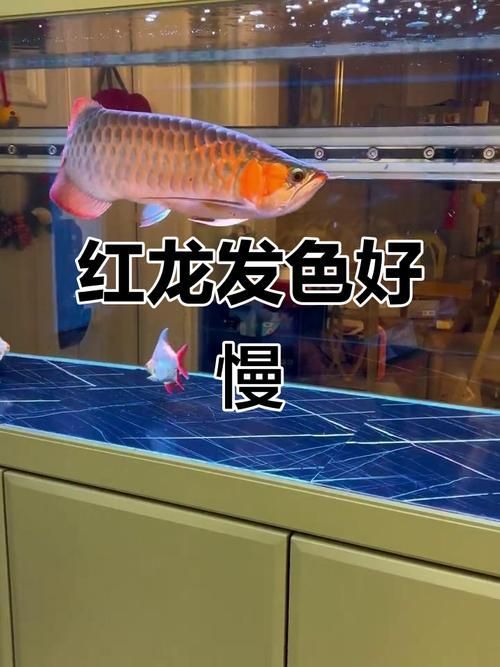能否提供紅龍發色變化的圖片，關于紅龍發色變化的圖片