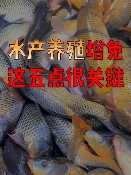 如何增強魚體免疫力以預防腹部充血，如何提高魚體免疫力？