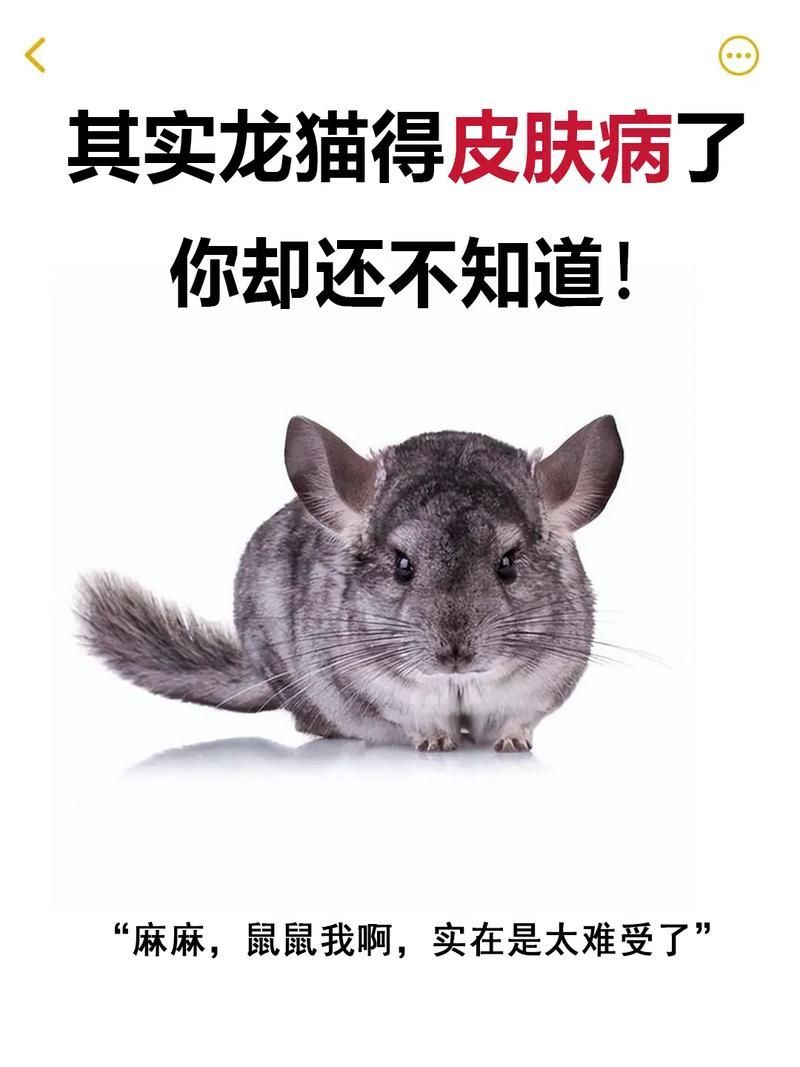 貓和龍貓接觸后需要多久恢復，貓和龍貓接觸后需要多久恢復并配圖1000字詳解