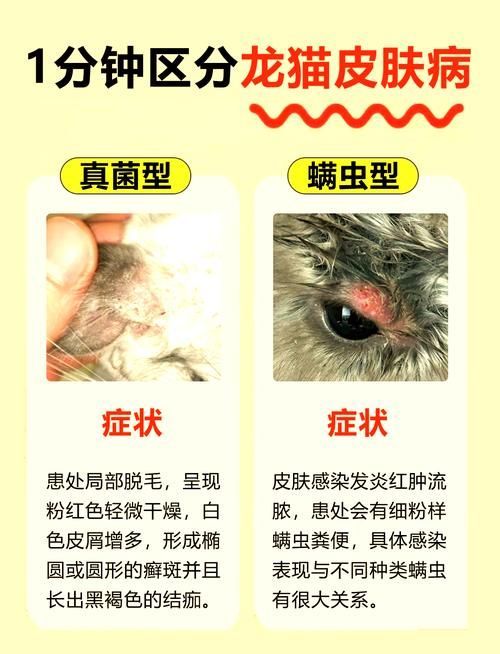 貓和龍貓接觸后需要多久恢復，貓和龍貓接觸后需要多久恢復并配圖1000字詳解