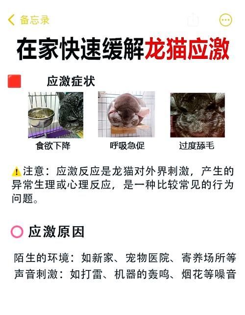 貓和龍貓接觸后需要多久恢復，貓和龍貓接觸后需要多久恢復并配圖1000字詳解
