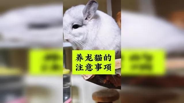 龍貓和貓哪個比較好養，龍貓和貓哪個好養,龍貓和貓哪個更適合養貓的人養