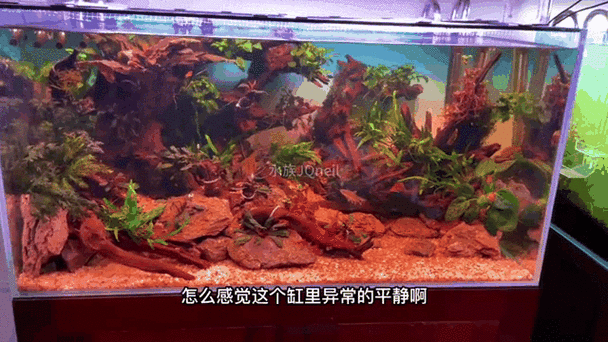 如何降低紅龍魚的領地意識，howtoreduceaggressioninredarowanaaquarium