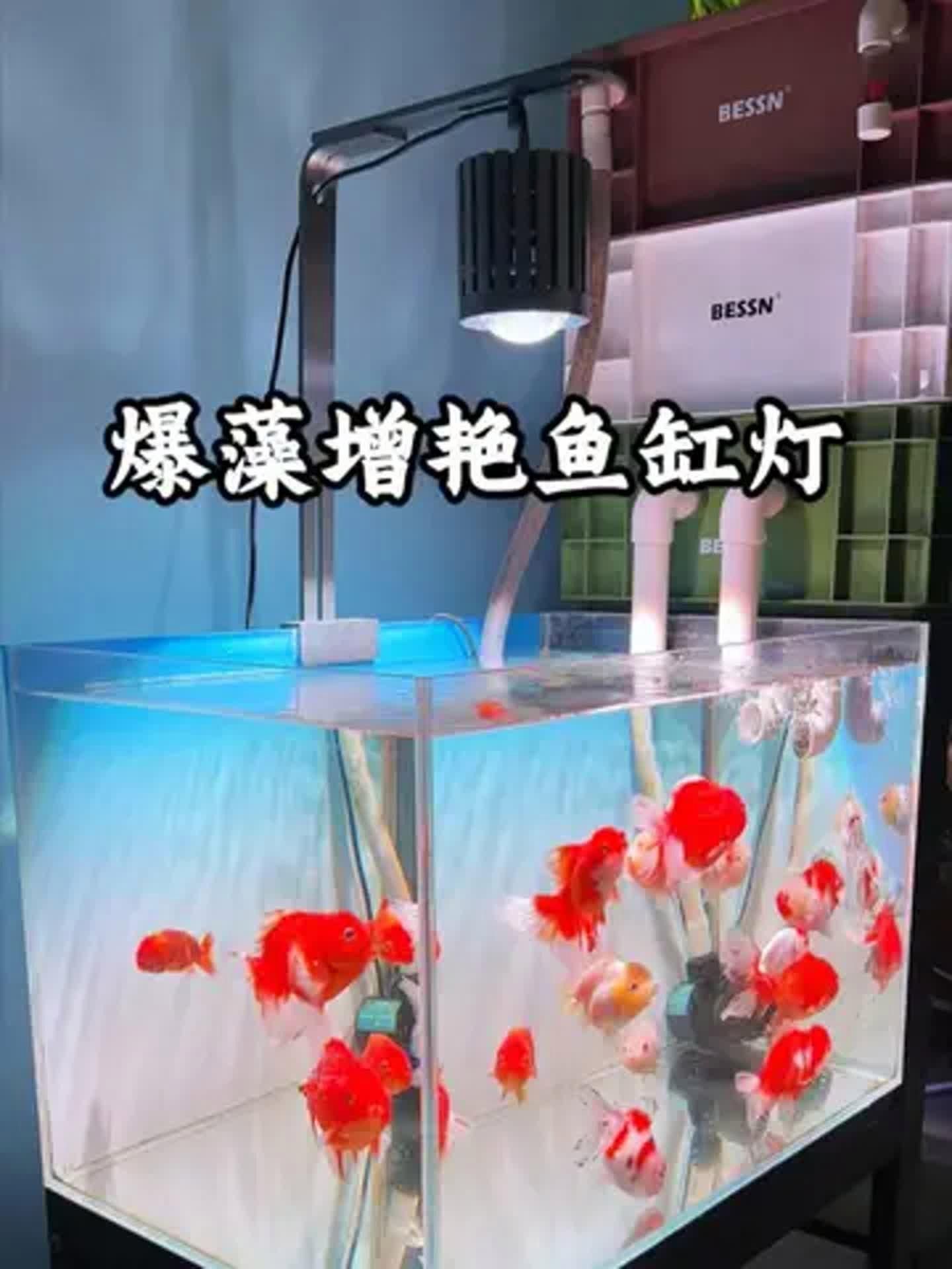 哪種類型的魚缸燈光最好，新手養(yǎng)魚，魚缸燈怎么選