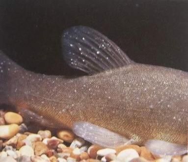 安龍魚有哪些常見疾病，安龍魚容易患上一些常見疾病的常見疾病及其簡要介紹