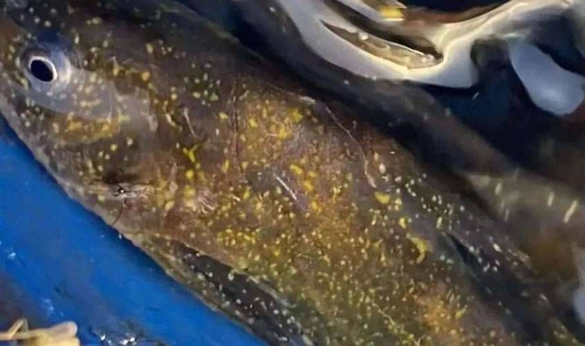 安龍魚有哪些常見疾病，安龍魚容易患上一些常見疾病的常見疾病及其簡要介紹