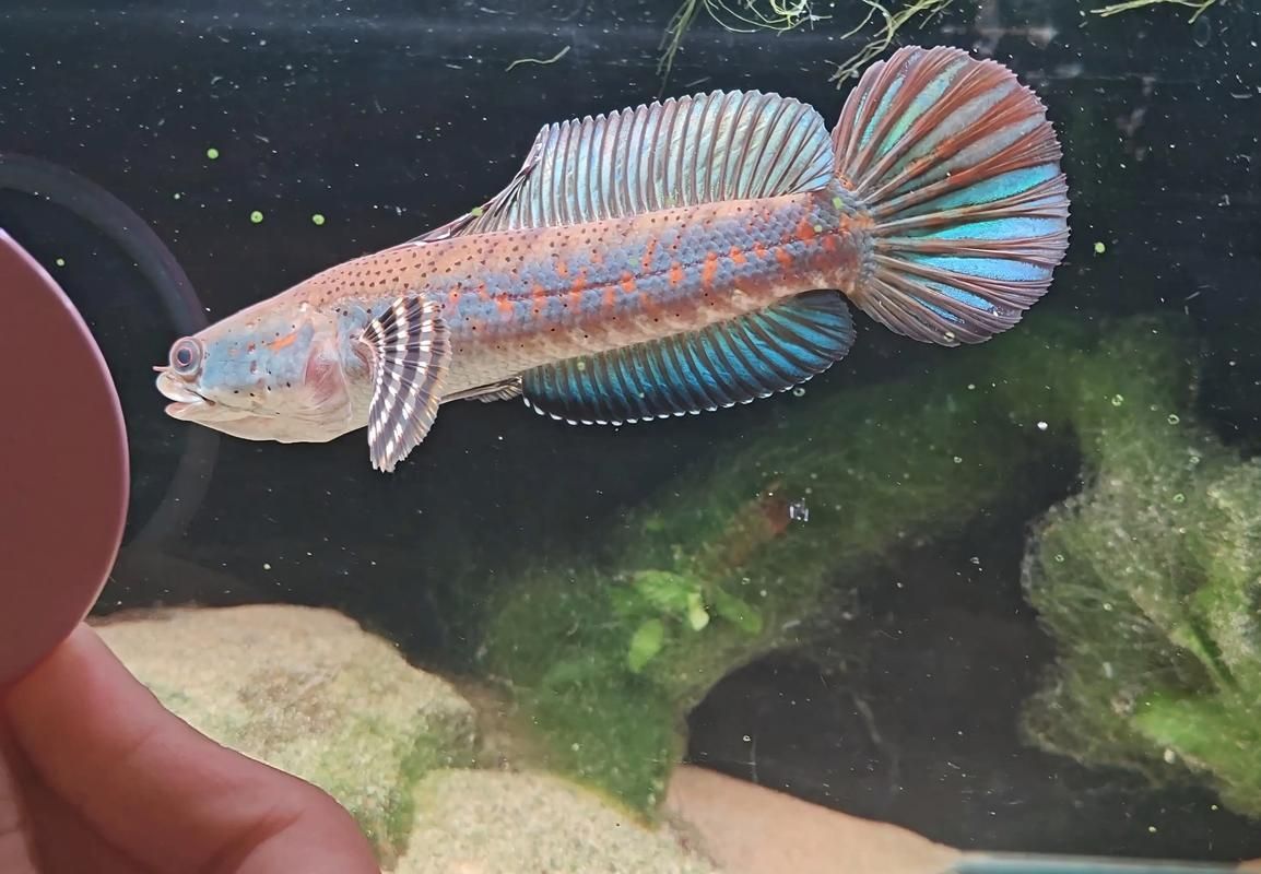 給我一些雷山龍魚的圖片，雷山龍魚品種對照表，方便你快速識(shí)別難度