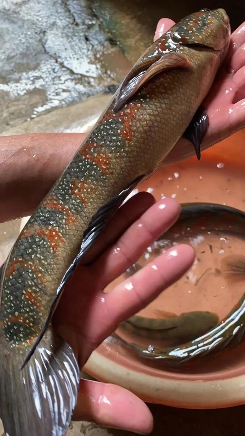 給我一些雷山龍魚的圖片，雷山龍魚品種對照表，方便你快速識(shí)別難度