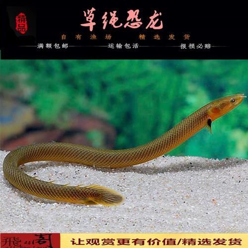 有哪些常見的喀麥隆恐龍魚仿冒品，喀麥隆恐龍魚仿冒品或易混淆品種喀麥隆恐龍魚鑒別指南