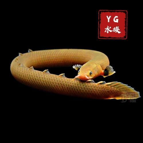 有哪些常見的喀麥隆恐龍魚仿冒品，喀麥隆恐龍魚仿冒品或易混淆品種喀麥隆恐龍魚鑒別指南