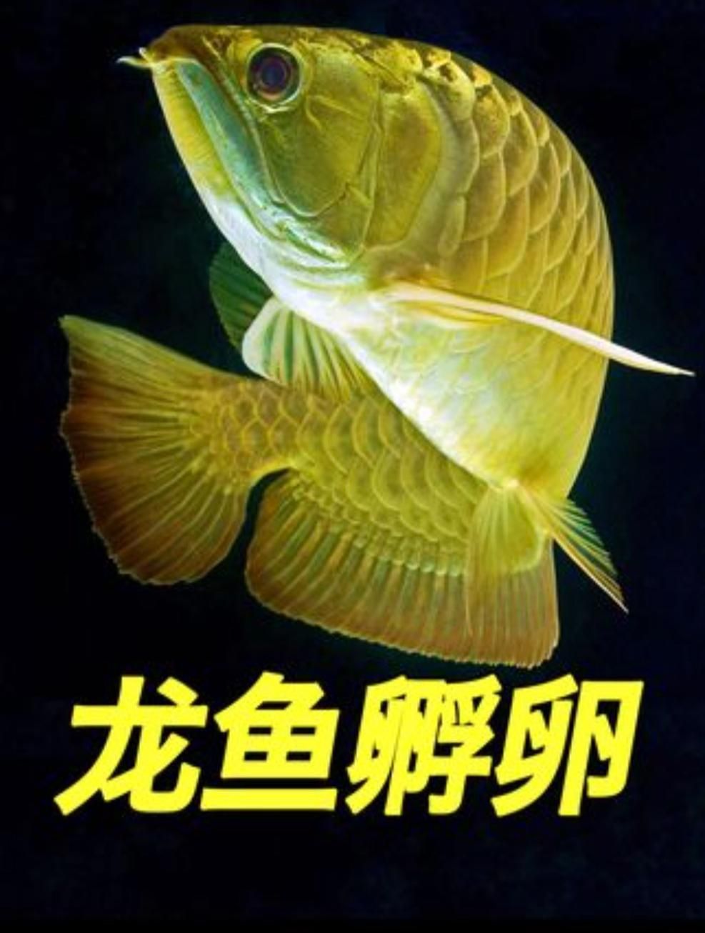 龍魚口孵習性具體是怎樣的，《龍魚爸爸的45天口孵實錄.01:11龍魚爸爸的45天口孵實錄》