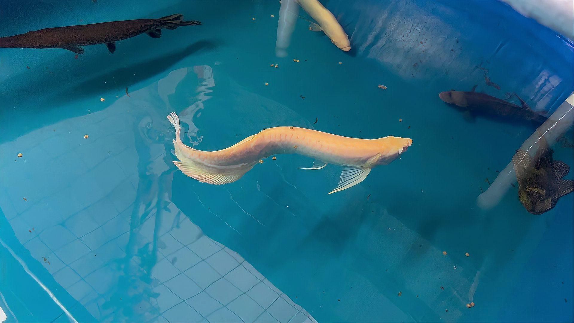 銀龍魚患病后如何治療，銀龍魚常見病對照表