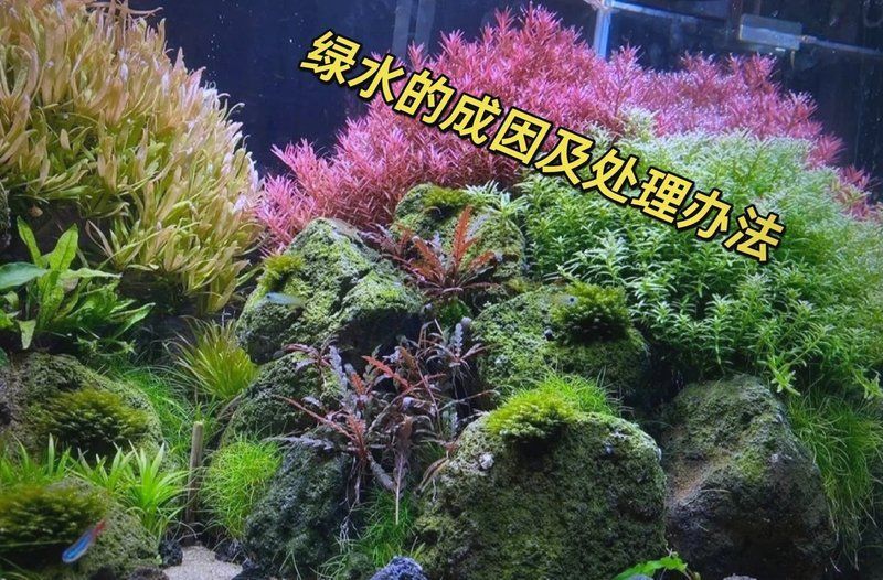 魚缸水發綠后如何補救，魚缸水發綠后如何補救，5個方法教你輕松解決銳目視界