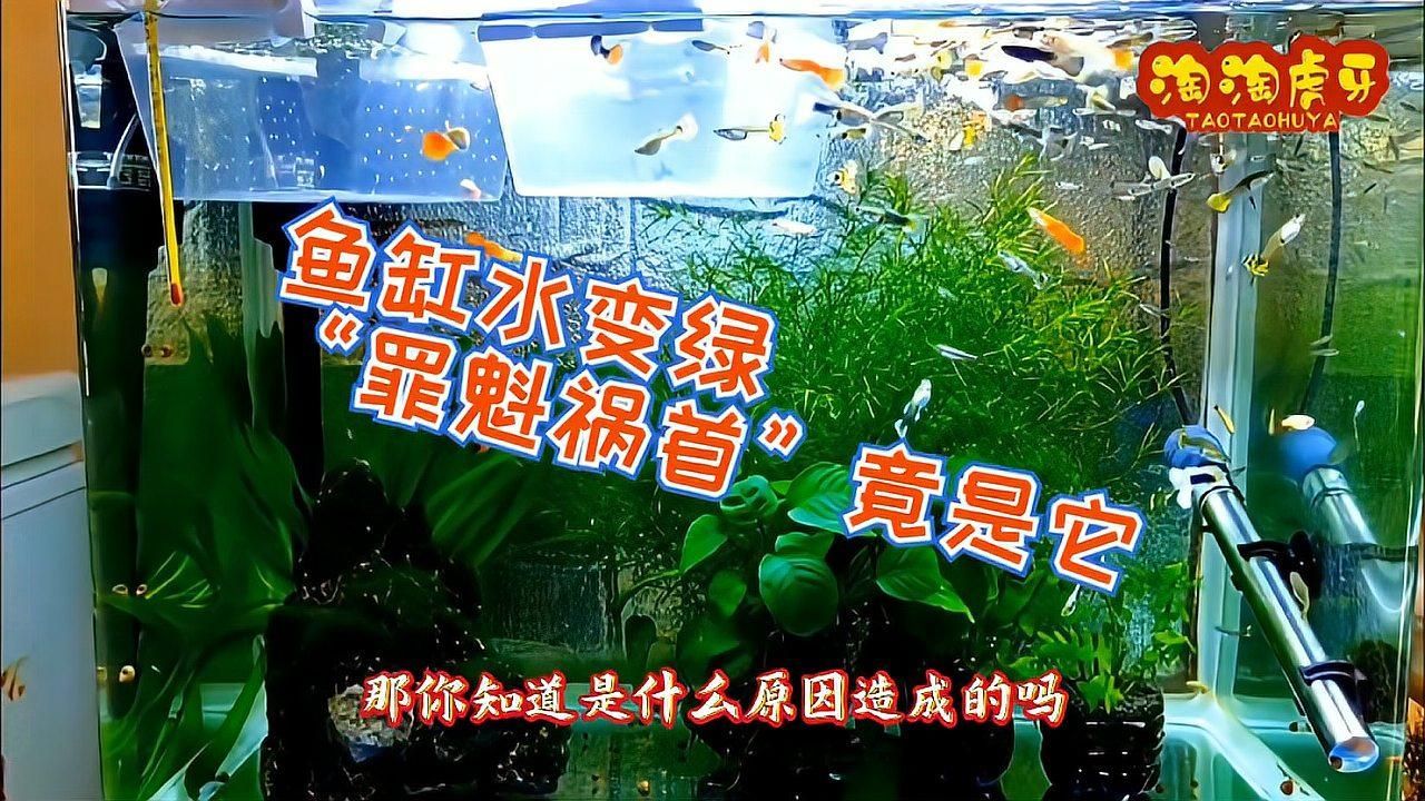 魚缸水發綠后如何補救，魚缸水發綠后如何補救，5個方法教你輕松解決銳目視界