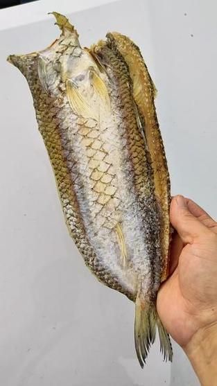 北海葵龍魚的市場供應情況，北?？堲~市場供應情況備受關注，北?？堲~市場供應情況