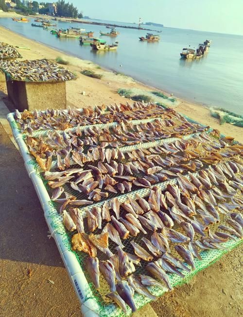 北?？堲~的市場供應情況，北海葵龍魚市場供應情況備受關注，北海葵龍魚市場供應情況