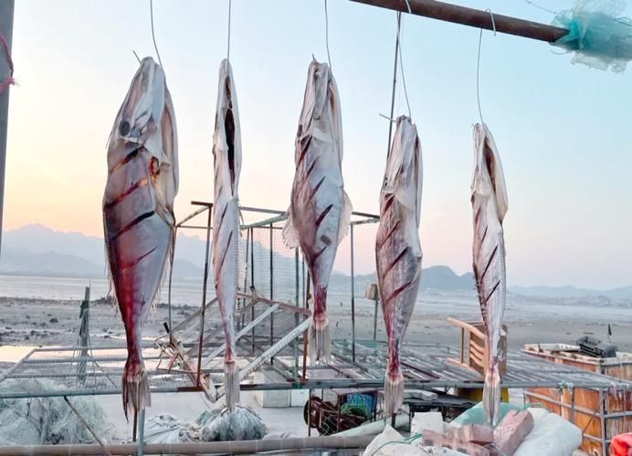 北?？堲~的市場供應情況，北海葵龍魚市場供應情況備受關注，北海葵龍魚市場供應情況