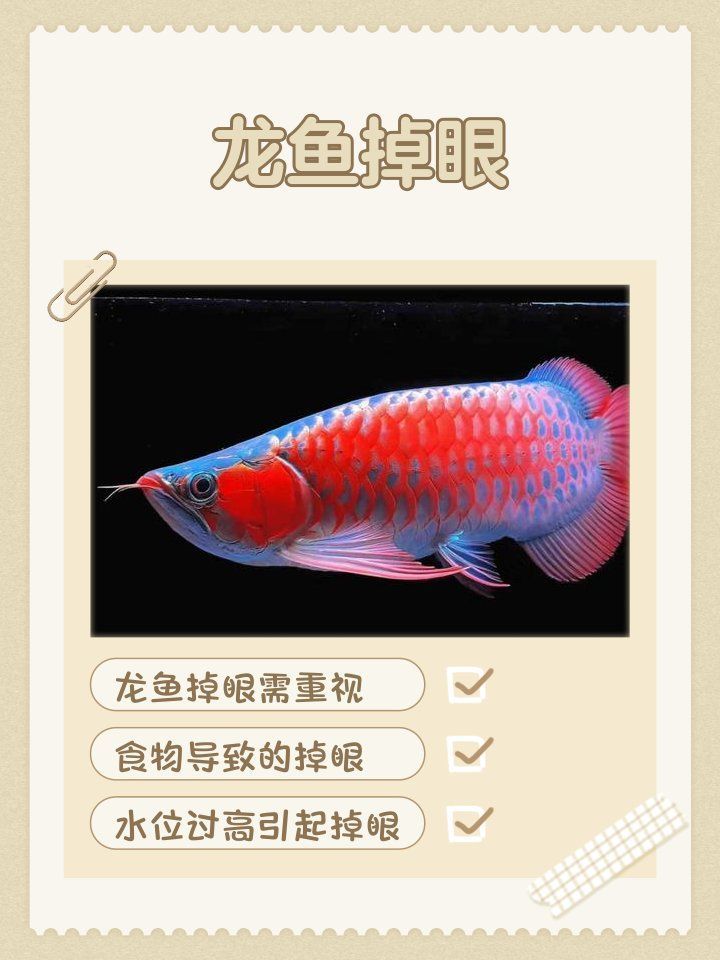 龍魚掉眼手術后需要哪些護理，龍魚掉眼手術后護理