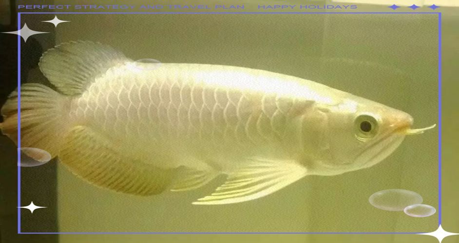 如何辨別泗水龍魚的品相,如何辨別泗水龍魚 龍魚百科 第7張 如何辨別泗水龍魚的品相,如何辨別泗水龍魚 如何辨別泗水龍魚的品相,如何辨別泗水龍魚 龍魚百科 第7張