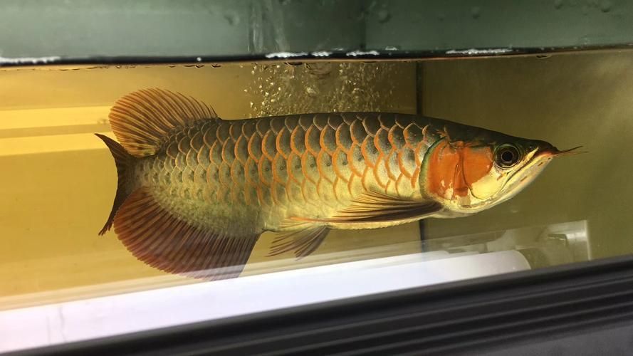 如何辨別泗水龍魚的品相,如何辨別泗水龍魚 龍魚百科 第5張 如何辨別泗水龍魚的品相,如何辨別泗水龍魚 如何辨別泗水龍魚的品相,如何辨別泗水龍魚 龍魚百科 第5張