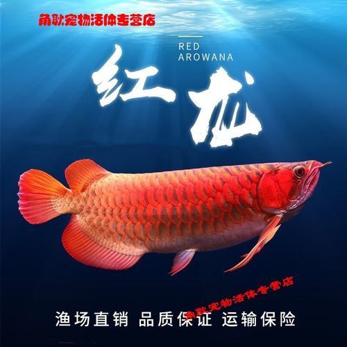 B級(jí)過背的市場(chǎng)價(jià)格是多少，b級(jí)過背的市場(chǎng)價(jià)格是多少b級(jí)過背的市場(chǎng)價(jià)格是多少