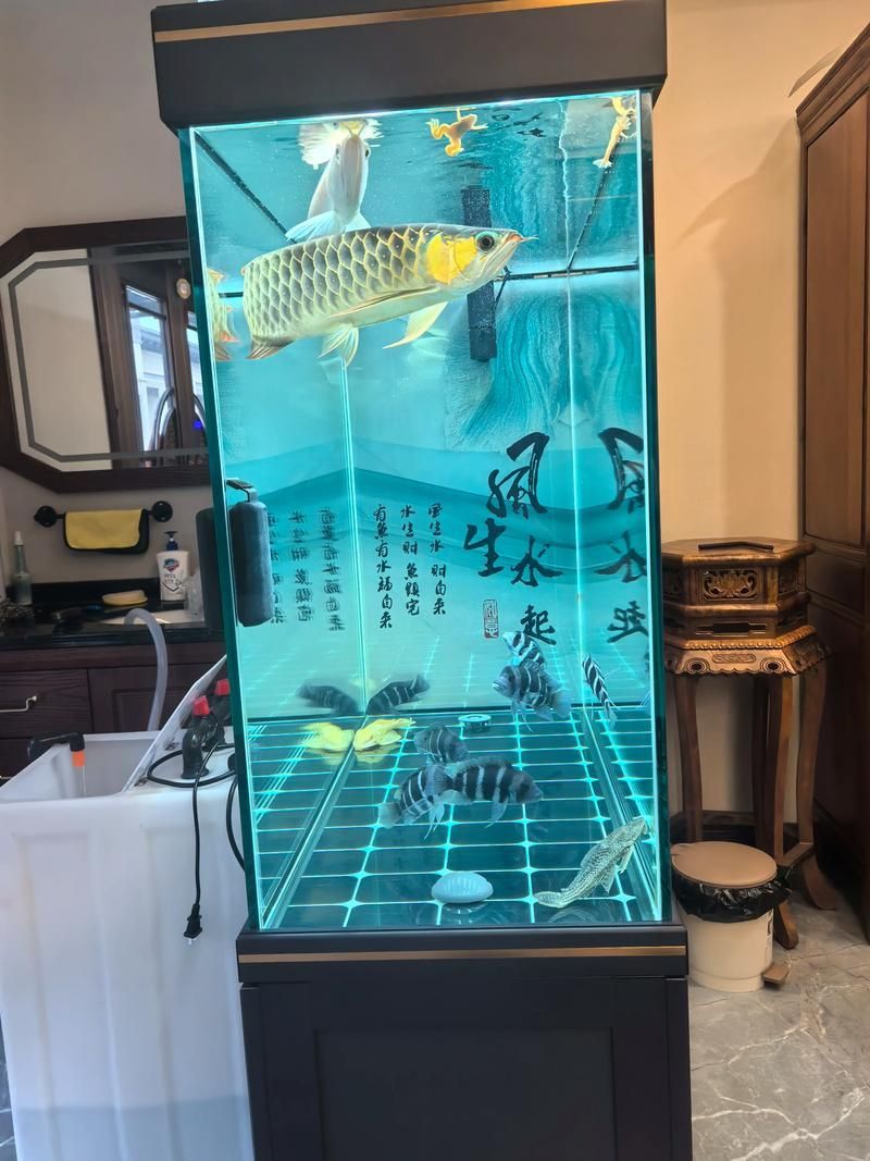 有沒有更多適合紅龍的魚缸推薦，養(yǎng)紅龍魚，選對魚缸是成功的一半