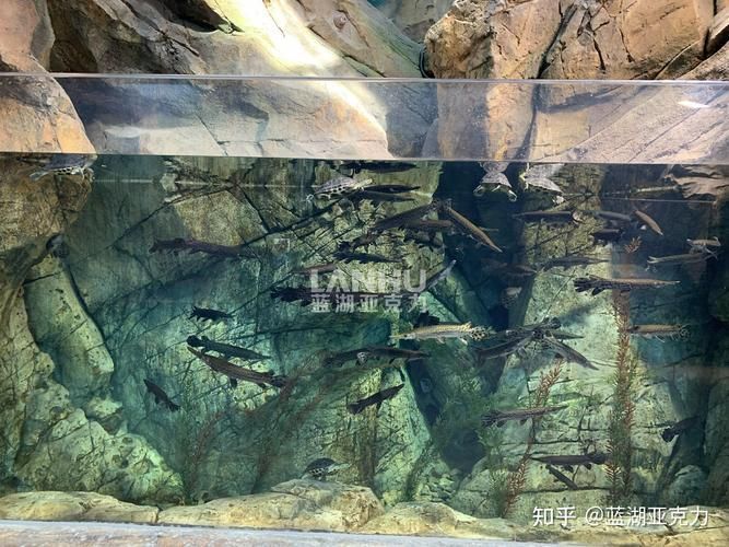 亞克力魚缸有哪些優缺點，亞克力魚缸優缺點解析
