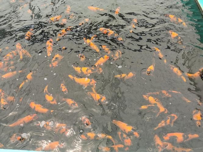 相山龍魚的養殖技術有哪些突破，“相山龍魚”養殖技術突破