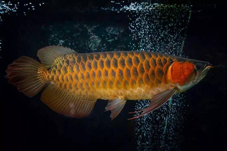 給我幾幅鴻京龍宮紅龍魚的圖片，鴻京龍宮紅龍魚