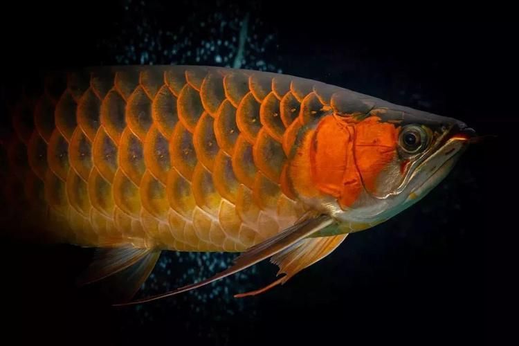 給我幾幅鴻京龍宮紅龍魚的圖片，鴻京龍宮紅龍魚