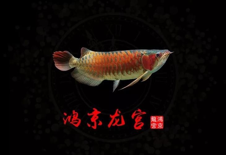 給我幾幅鴻京龍宮紅龍魚的圖片，鴻京龍宮紅龍魚