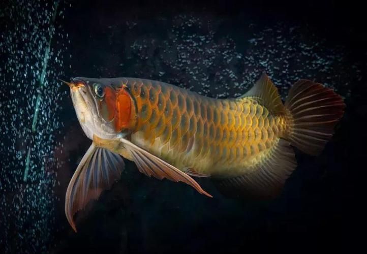 給我幾幅鴻京龍宮紅龍魚的圖片，鴻京龍宮紅龍魚