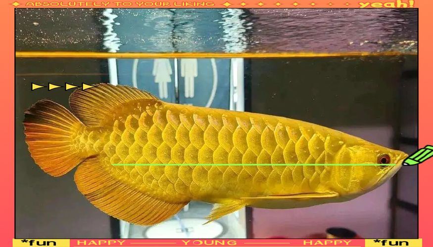 有哪些龍魚發色案例可以參考，如何判斷龍魚發色？