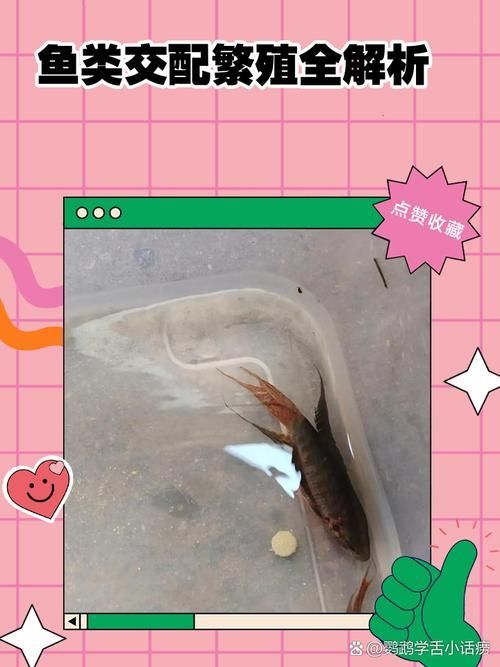 西青龍魚的人工繁殖技術，西青龍魚人工繁殖技術