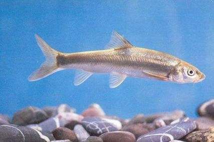 如何辨別甘南州龍魚(yú)的品種