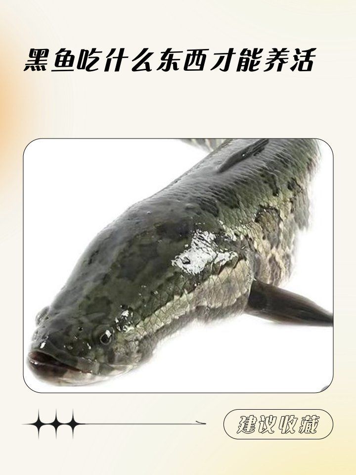 給我一些黑龍魚的飼養技巧，黑龍魚的飼養技巧